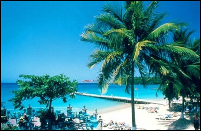 palm tree resort