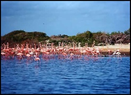 sorbon beach resort swingers travel destination photos